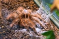 Pterinochilus murinus tarantula spider sits on the ground Royalty Free Stock Photo