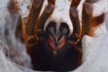 Pterinochilus murinus usambara spider close up