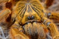 Pterinochilus murinus usambara spider close up