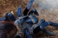 Pterinopelma sazimai blue spider Royalty Free Stock Photo