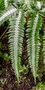 Pteris argyraea (silver brake fern). Royalty Free Stock Photo