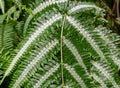 Pteris argyraea (silver brake fern). Royalty Free Stock Photo