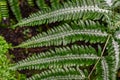 Pteris argyraea (silver brake fern). Royalty Free Stock Photo