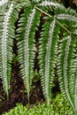 Pteris argyraea (silver brake fern). Royalty Free Stock Photo