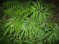 Pteris umbrosa jungle brake fern in gilan, Iran Royalty Free Stock Photo