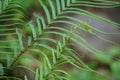 Pteris vittata (Chinese brake, Chinese ladder brake, simply ladder brake, Pakis rem cina)