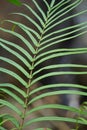 Pteris vittata (Chinese brake, Chinese ladder brake, simply ladder brake, Pakis rem cina)