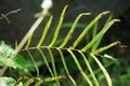 Pteris vittata (Chinese brake, Chinese ladder brake, simply ladder brake, Pakis rem cina)