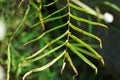 Pteris vittata (Chinese brake, Chinese ladder brake, simply ladder brake, Pakis rem cina)