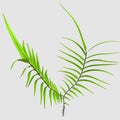 Pteris vittata Royalty Free Stock Photo