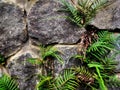 Pteris vittata in the wall Royalty Free Stock Photo