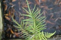 PTERIS VITTATA weeds clinging to rocks Royalty Free Stock Photo