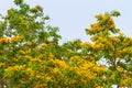 Pterocarpus indicus