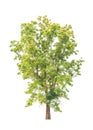 Pterocarpus indicus, tropical tree isolated Royalty Free Stock Photo
