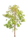 Pterocarpus indicus, tropical tree isolated