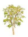 Pterocarpus indicus, tropical tree isolated Royalty Free Stock Photo