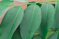 Pterocarpus macrocarpus green in leaf close up