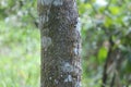 Pterocarpus marsupium, also known as Malabar kino, Indian kino tree, vijayasar, gammalu, , Royalty Free Stock Photo