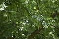 Branches of Pterocarya fraxinifolia tree