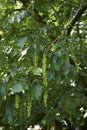 Branches of Pterocarya fraxinifolia tree