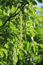 Pterocarya fraxinifolia or Caucasian Wingnut Royalty Free Stock Photo