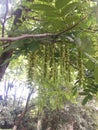 Pterocarya stenoptera C. DC