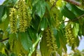 Pterocarya stenoptera is a small -winged tree