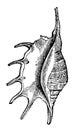 Pteroceras Lambis vintage illustration