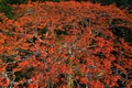 Pterocymbium macranthumtree blooming top aerial view