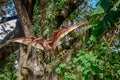 Pterodactyl The flying dinosaur