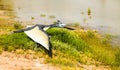 Pterodactyl flying over the water. JuraPark dinosaur park Royalty Free Stock Photo