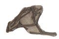 Pterodactyl fossil on white background Royalty Free Stock Photo