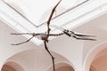 Pterodactyl skeleton flies over the ceiling of the Paleontological Museum