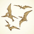 Pterodactyl. Vector drawing