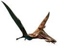 Pterodactylus Royalty Free Stock Photo