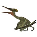 Pterodactylus with Folded Wings