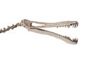 The pterodactylus skeleton on white, isolated