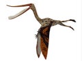 Pterodaustro Reptile Side Profile