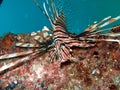 Pterois Royalty Free Stock Photo