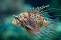 Pterois antennata fish or Lionfish Royalty Free Stock Photo
