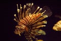 Pterois antennata Ragged finned Firefish Lionfish Royalty Free Stock Photo