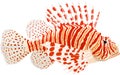 Pterois known as lionfish