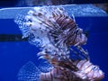 Pterois (Lionfish) Royalty Free Stock Photo