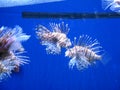 Pterois (Lionfish) Royalty Free Stock Photo