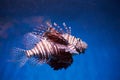 Pterois lionfish, zebrafish so on with long venomous fins Royalty Free Stock Photo