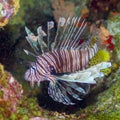 Pterois miles, common lionfish. CuraÃÂ§ao, Lesser Antilles, Caribbean Royalty Free Stock Photo