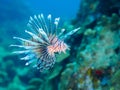 Pterois miles, common lionfish. CuraÃÂ§ao, Lesser Antilles, Caribbean Royalty Free Stock Photo