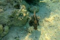 Pterois Miles is species of ray-finned fish. Lionfish in dark color among corals in Red Sea. Devil Firefish has rays of fins Royalty Free Stock Photo