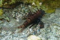 Pterois Miles is species of ray-finned fish. Lionfish in dark color among corals in Red Sea. Devil Firefish has rays of fins Royalty Free Stock Photo