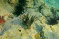 Pterois Miles is species of ray-finned fish. Lionfish in dark color among corals in Red Sea. Devil Firefish has rays of fins Royalty Free Stock Photo